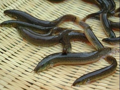 (Tổng hợp) Kỹ thuật nuôi ghép cá chạch đồng với cua đồng 3