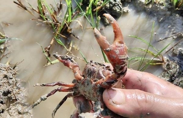 (Tổng hợp) Kỹ thuật nuôi ghép cá chạch đồng với cua đồng 2