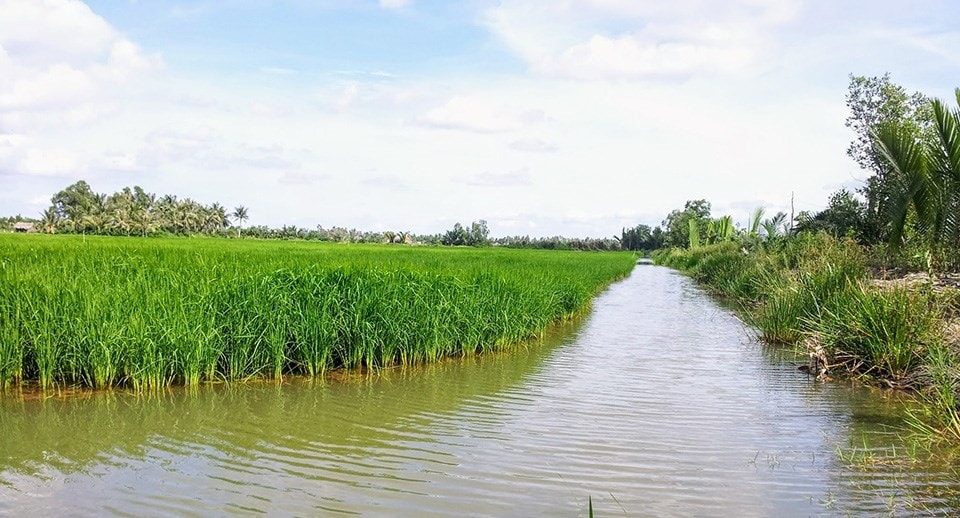 (Tổng hợp) Kỹ thuật nuôi ghép cá chạch đồng với cua đồng 1