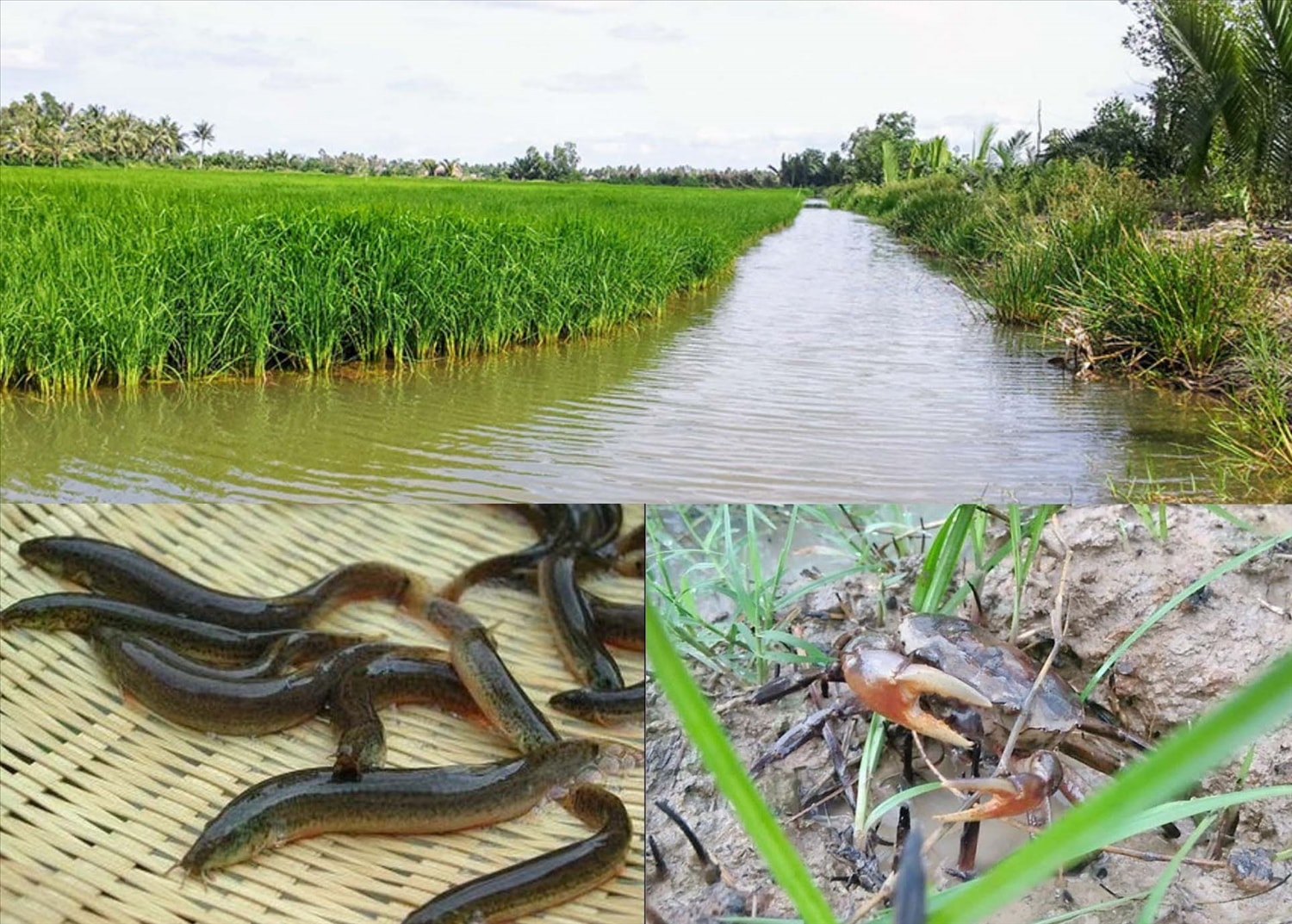 (Tổng hợp) Kỹ thuật nuôi ghép cá chạch đồng với cua đồng