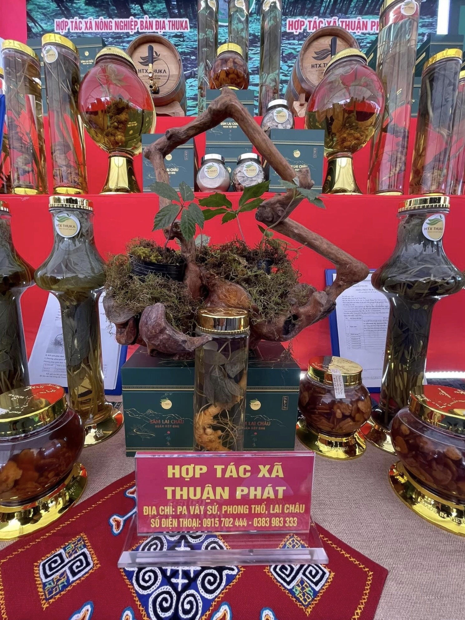 Sản phẩm trung bày tại Hội chợ sâm Lai Châu của HTX Thuận Phát (Phong Thổ)