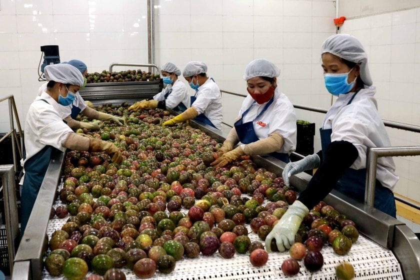Quy trình lựa chọn chanh dây tại Công ty TNHH một thành viên Xuất nhập khẩu rau quả DOVECO Gia Lai