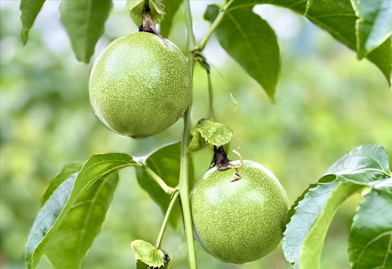 Những trái chanh dây căng tròn chờ ngày thu hoạch