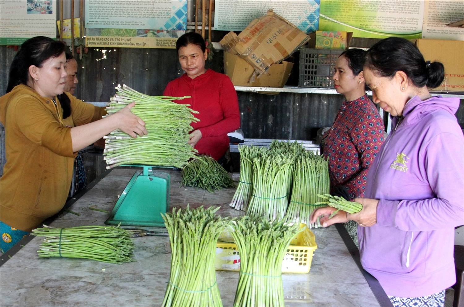 Các hộ thành viên đưa măng tây xanh đến cân bán cho HTX Châu Rế. Các hộ thành viên đưa măng tây xanh đến cân bán cho HTX Châu Rế.