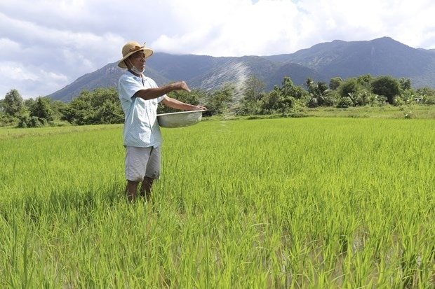 Đồng bào Raglai ở xã Phước Chính, huyện Bác Ái (Ninh Thuận) chăm sóc lúa theo mô hình liên kết sản xuất với hợp tác xã ở địa phương. Ảnh: NT Đồng bào Raglai ở xã Phước Chính, huyện Bác Ái (Ninh Thuận) chăm sóc lúa theo mô hình liên kết sản xuất với hợp tác xã ở địa phương. Ảnh: NT