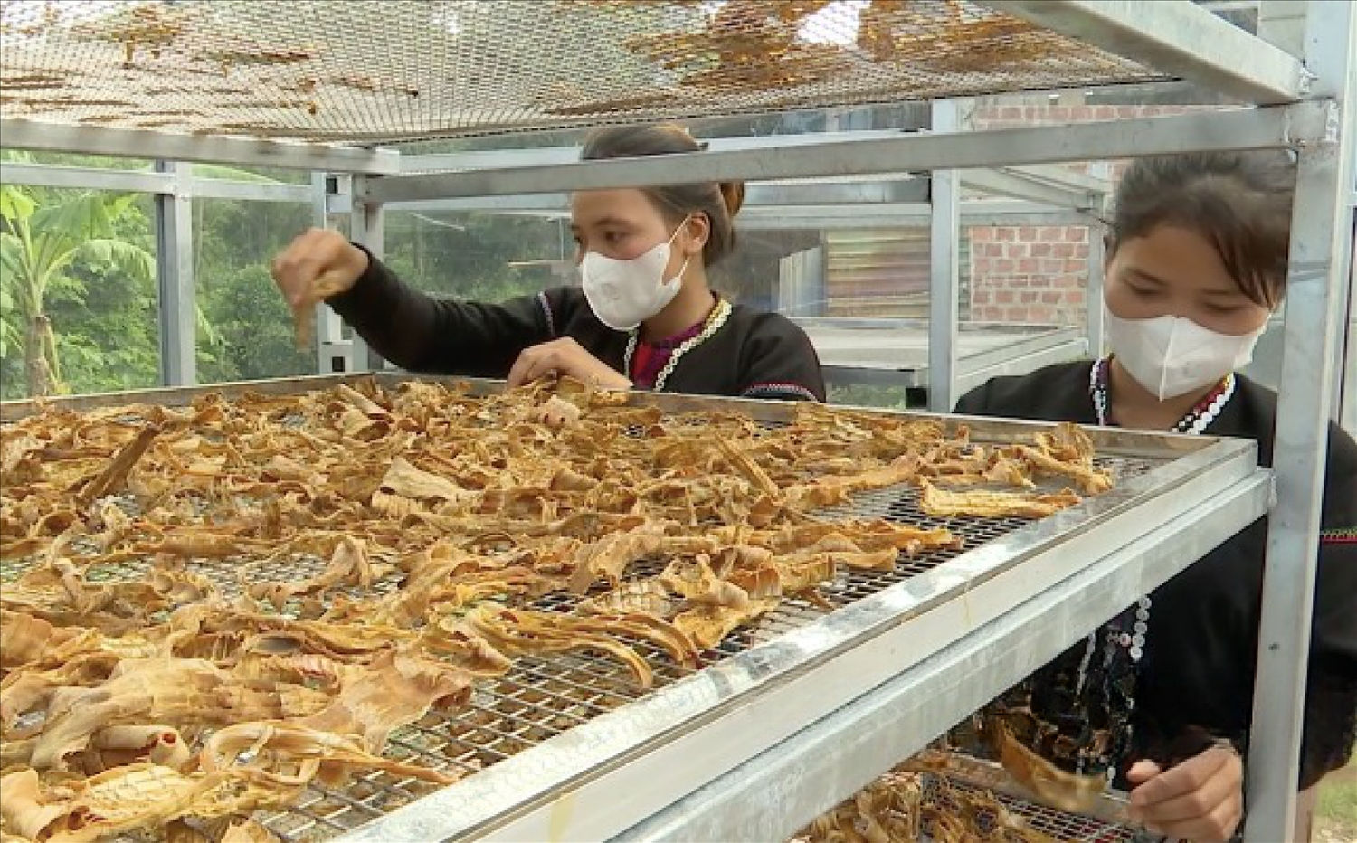 Phơi măng