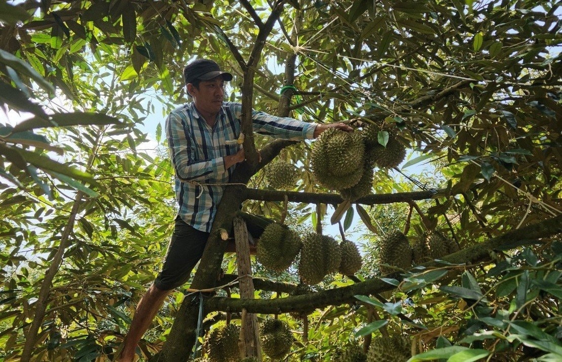 Thợ hái sầu riêng chọn những quả sầu riêng đủ tuổi để thu hái Thợ hái sầu riêng chọn những quả sầu riêng đủ tuổi để thu hái