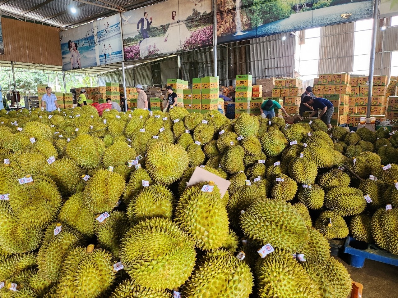 Các vựa sầu riêng hiện đang thu mua với giá 70.000 - 75.000 đồng/kg Các vựa sầu riêng hiện đang thu mua với giá 70.000 - 75.000 đồng/kg