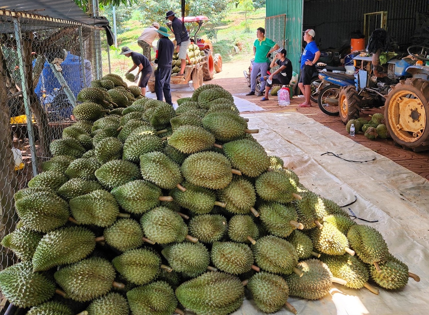 Thương lái đến các nhà vườn thu hoạch sầu riêng chở về kho Thương lái đến các nhà vườn thu hoạch sầu riêng chở về kho