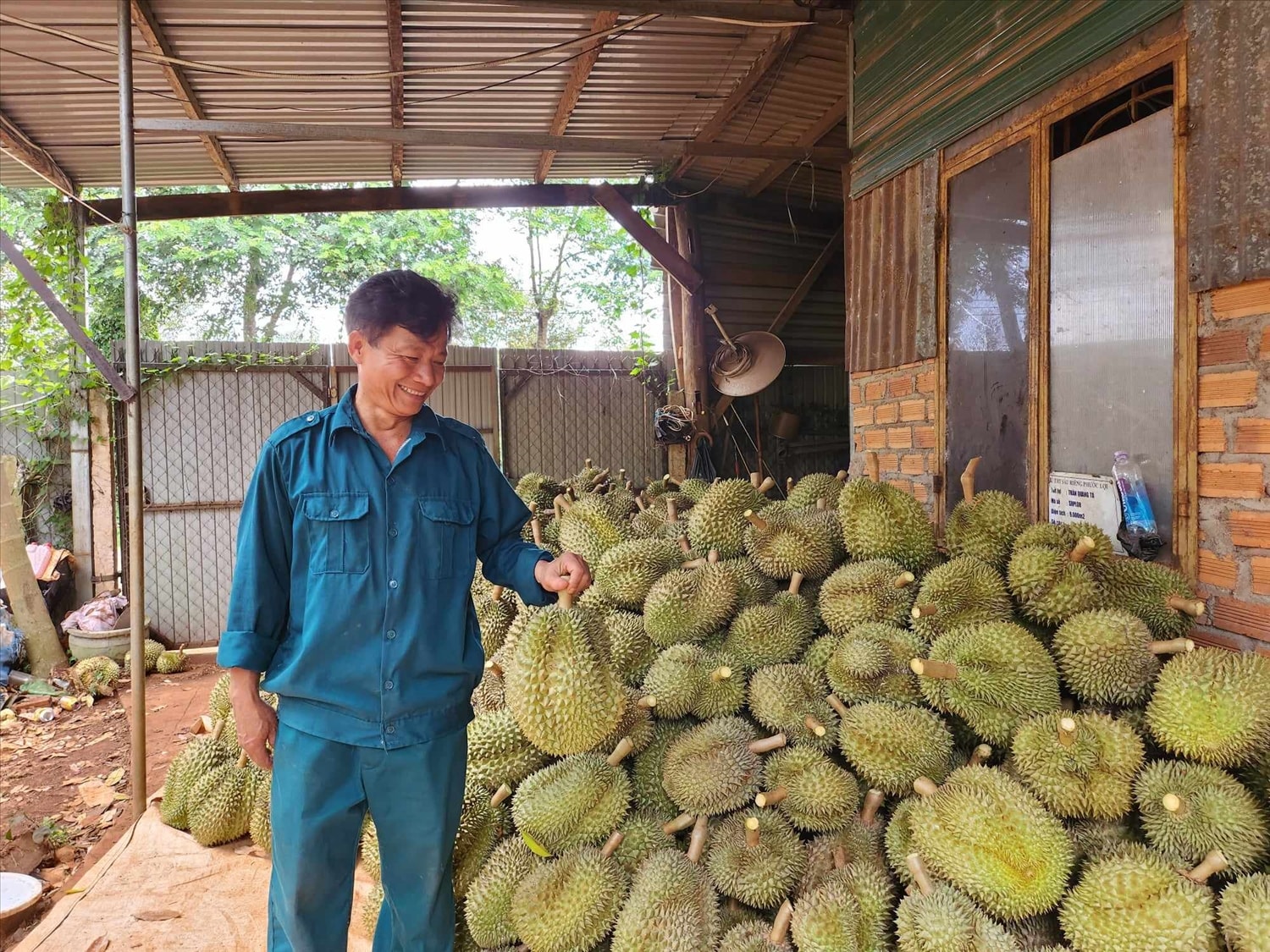 Vườn sầu riêng của gia đình ông Trần Quang Tá xã Ea Kênh, huyện Krông Pắk đang bán với giá 80.000 - 85.000 đồng/kg Vườn sầu riêng của gia đình ông Trần Quang Tá xã Ea Kênh, huyện Krông Pắk đang bán với giá 80.000 - 85.000 đồng/kg