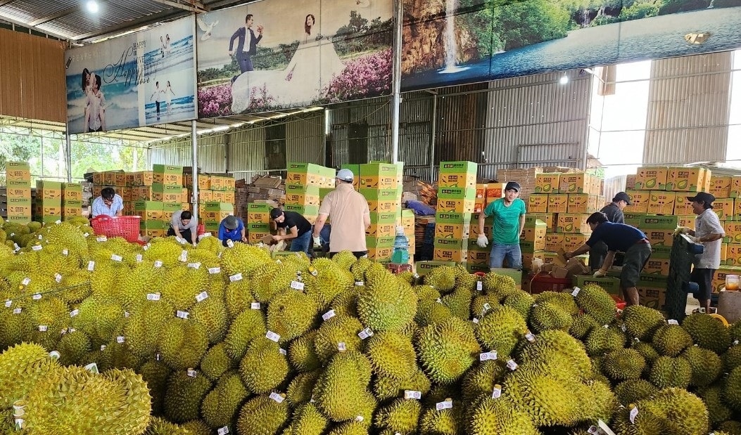 Doanh nghiệp phân loại, đóng gói sầu riêng theo quy trình chặt chẽ, đảm bảo chất lượng xuất khẩu Doanh nghiệp phân loại, đóng gói sầu riêng theo quy trình chặt chẽ, đảm bảo chất lượng xuất khẩu