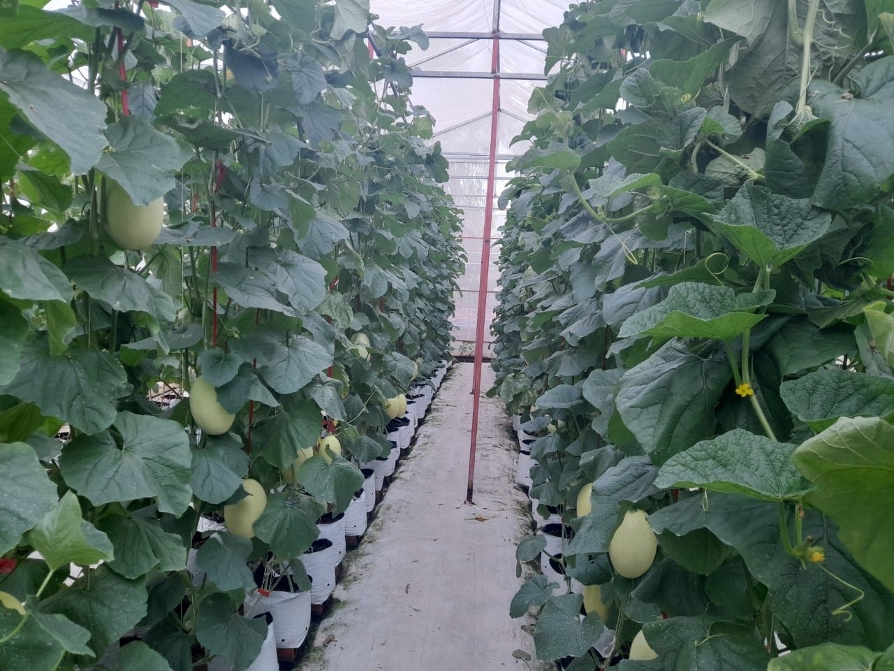 Sản phẩm dưa lưới của HTX nông nghiệp Yến Nhi (TP. Bạc Liêu)