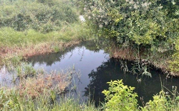 Trang trại chăn nuôi heo xả thải ra môi trường (ảnh minh họa)