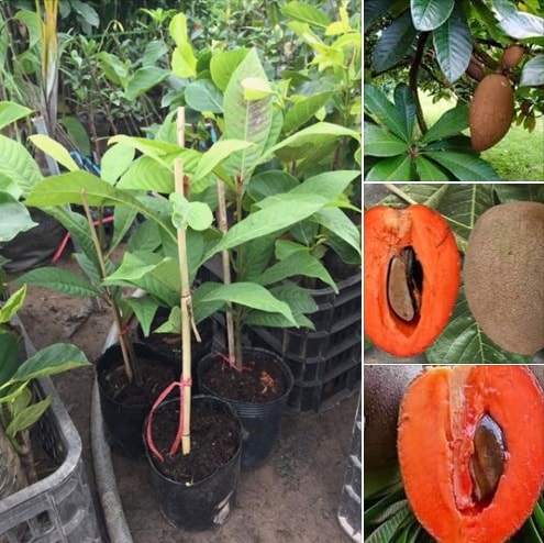 Không chỉ có ngoại hình đẹp và hương vị thơm ngon hồng xiêm ruột đỏ còn có rất nhiều chất dinh dưỡng có lợi cho sức khỏe Không chỉ có ngoại hình đẹp và hương vị thơm ngon hồng xiêm ruột đỏ còn có rất nhiều chất dinh dưỡng có lợi cho sức khỏe