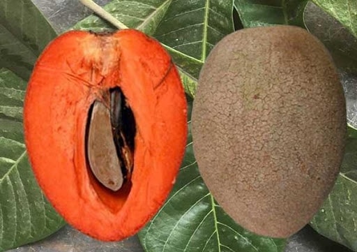 (Tổng hợp) Kỹ thuật trồng cây hồng xiêm ruột đỏ 3