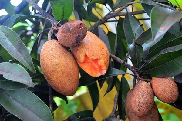 (Tổng hợp) Kỹ thuật trồng cây hồng xiêm ruột đỏ 4
