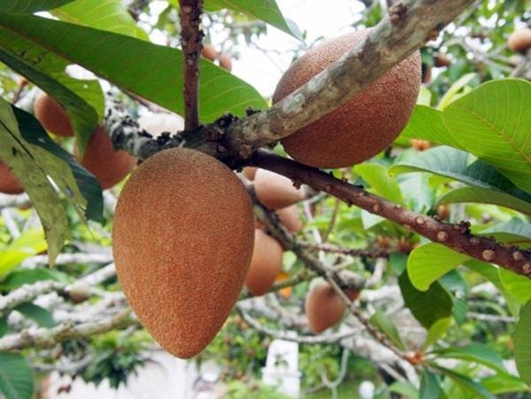 (Tổng hợp) Kỹ thuật trồng cây hồng xiêm ruột đỏ 2