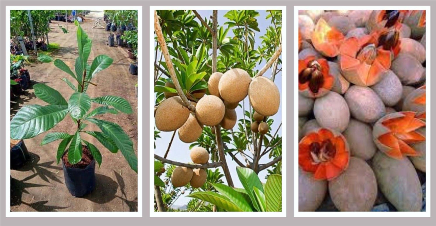(Tổng hợp) Kỹ thuật trồng cây hồng xiêm ruột đỏ 1