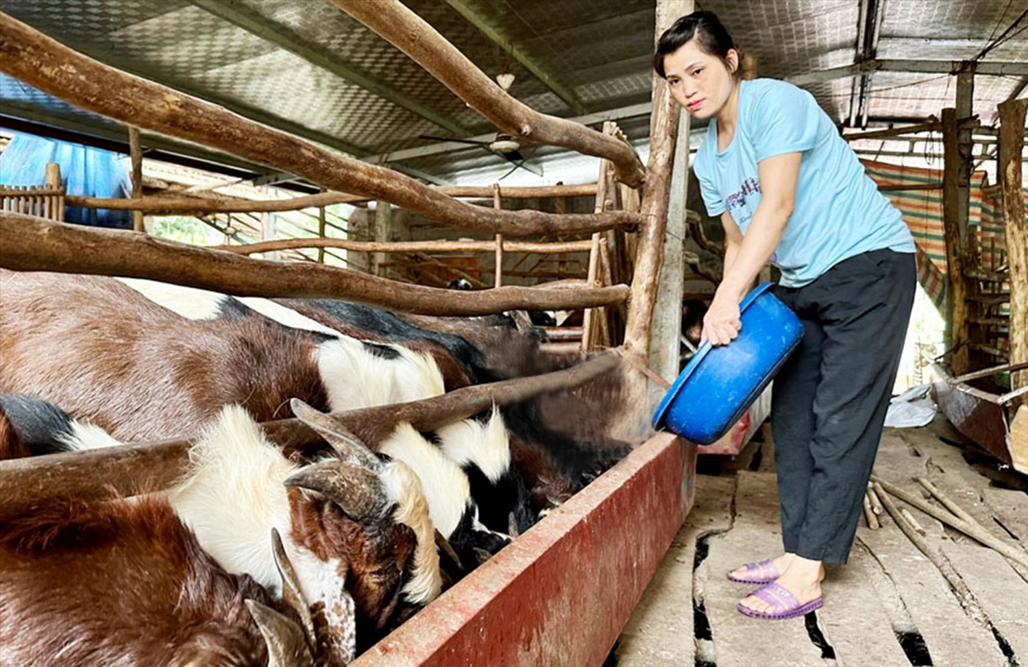 Người phụ nữ dân tộc Sán Dìu thu nhập hàng trăm triệu đồng từ mô hình nuôi dê 