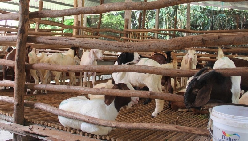 Thời điểm cao nhất, gia đình chị Tư đã phát triển tổng đàn dê lên tới 700-800 con