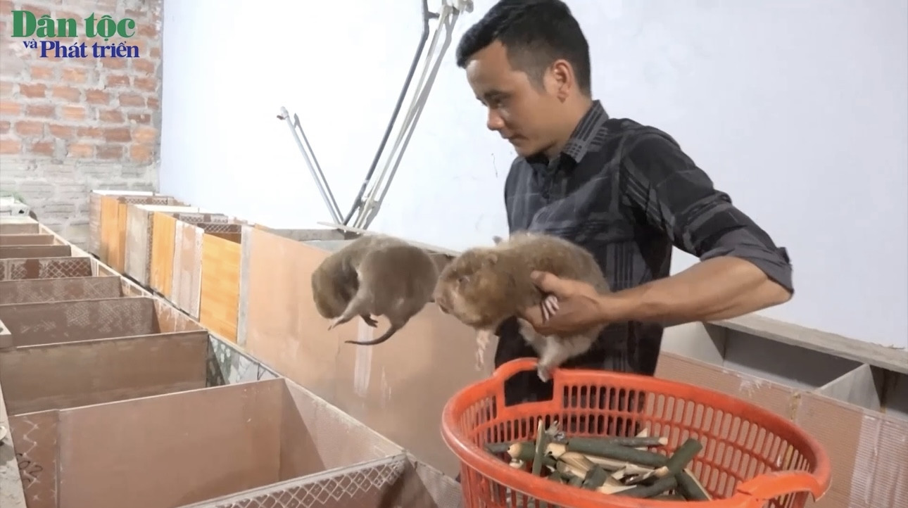 Chàng thanh niên người Dao ở Ba Chẽ làm giàu từ mô hình nuôi dúi 