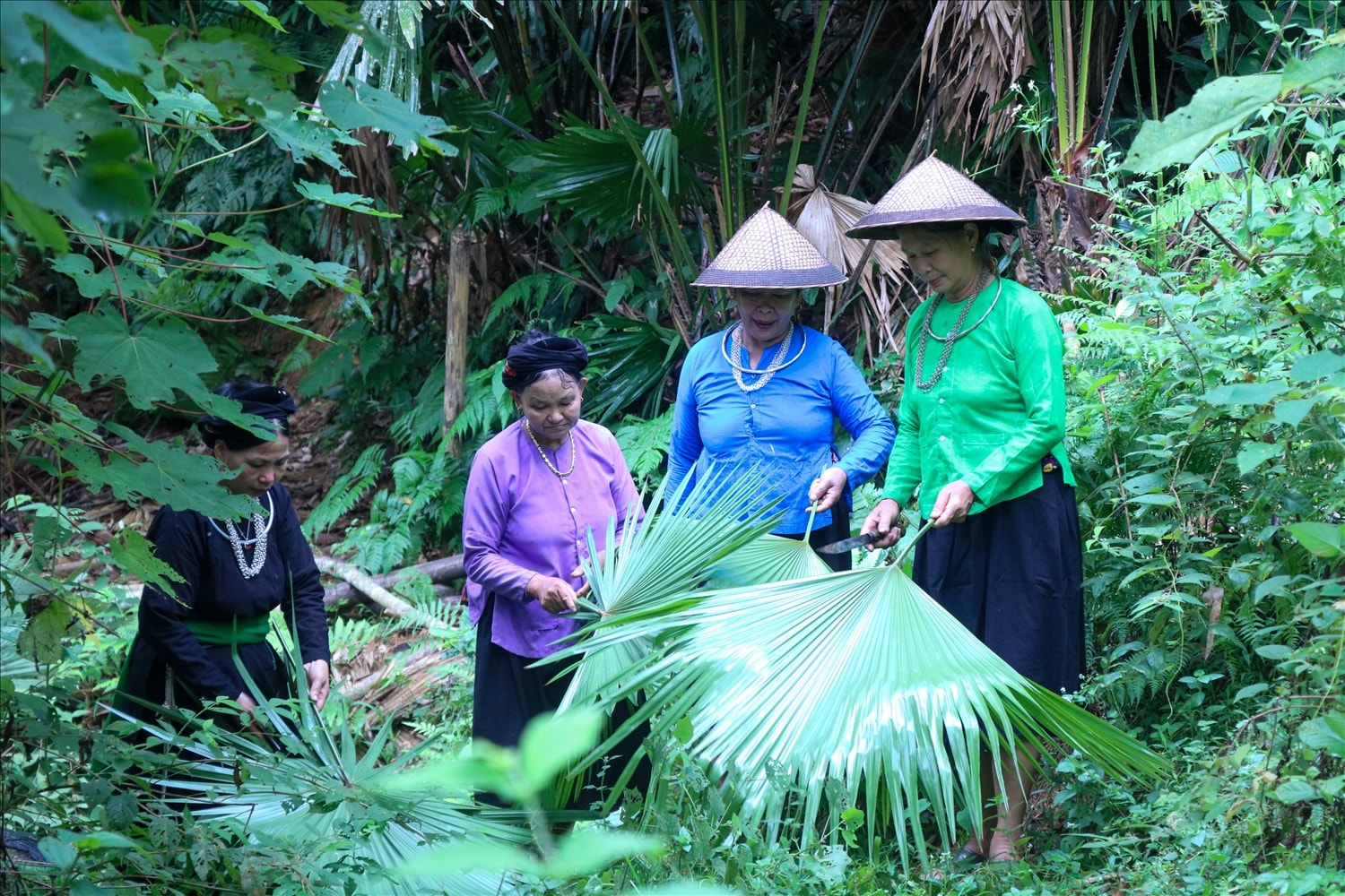 Để có một chiếc nón lá đẹp và bền, nghệ nhân phải chọn lá cọ tỉ mỉ, chọn những lá non, đều nhau và không bị rách. 