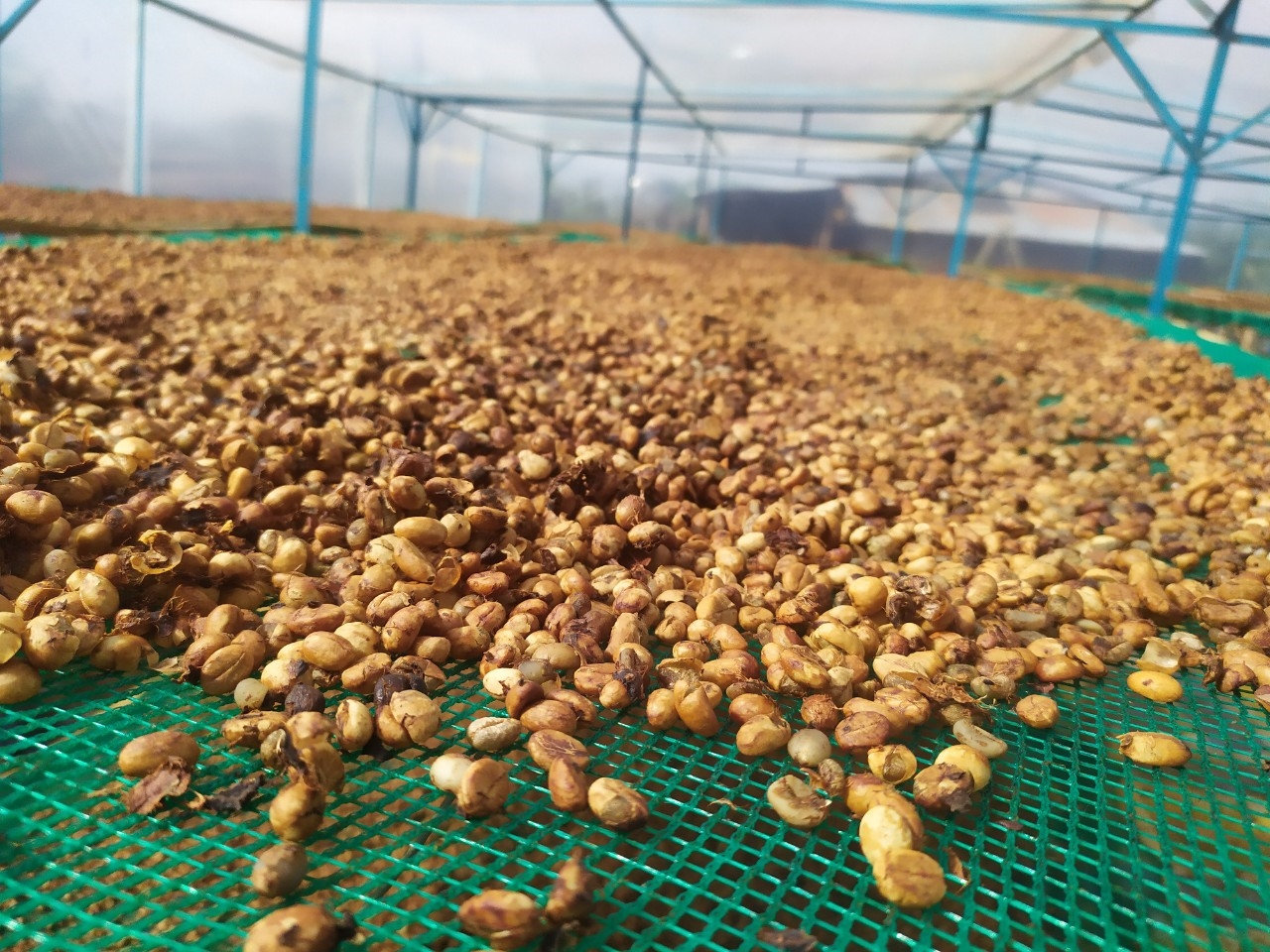 Cà phê hạt của HTX Donafarm trên giàn phơi trong nhà kính Cà phê hạt của HTX Donafarm trên giàn phơi trong nhà kính