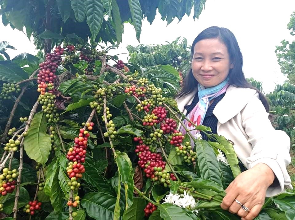 Giám đốc Tạ Thị Liên trong vườn cà phê của HTX Donafarm Giám đốc Tạ Thị Liên trong vườn cà phê của HTX Donafarm