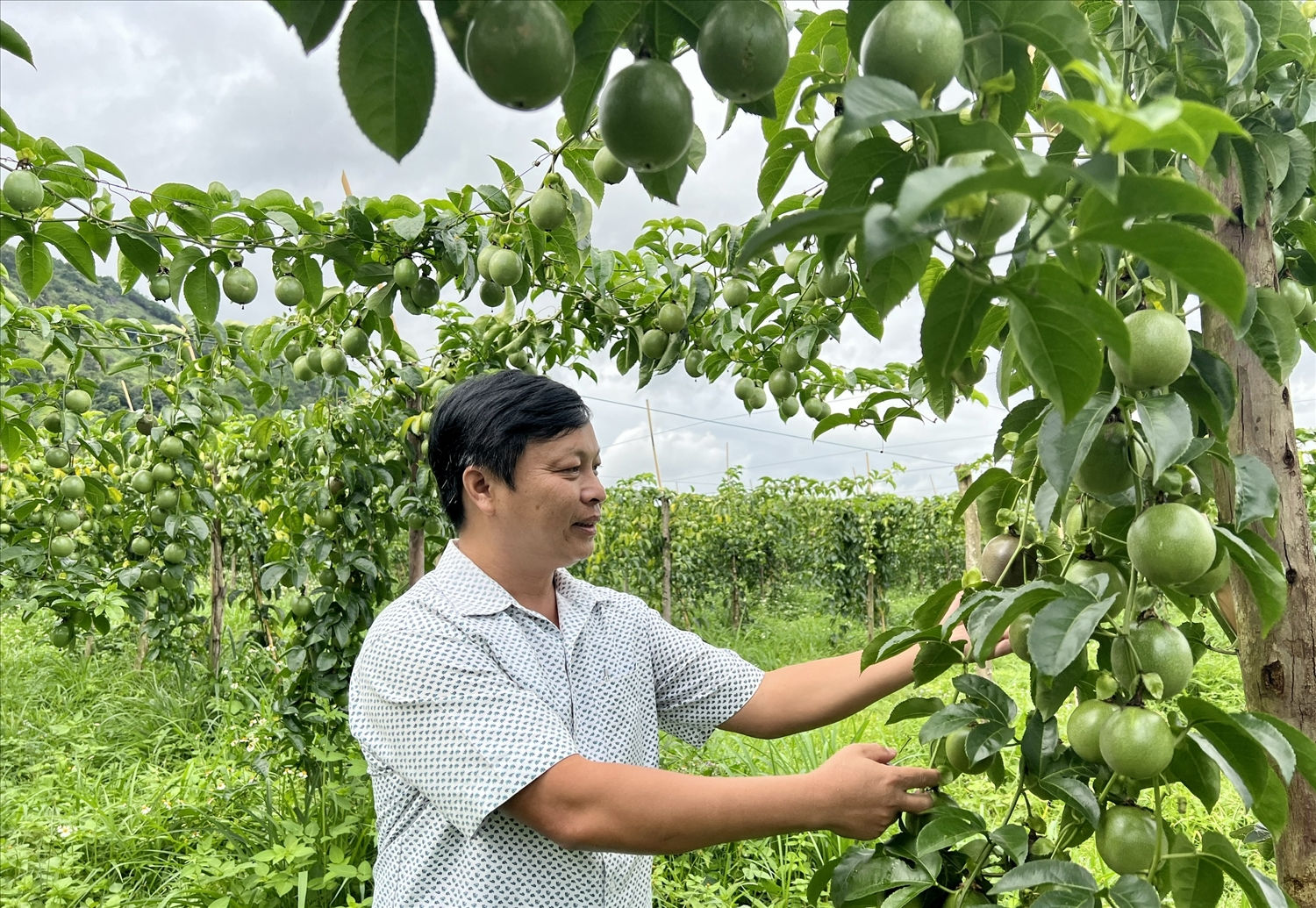 Huyện Chư Păh khuyến khích người dân tham gia HTX, chuỗi liên kết trồng chanh dây