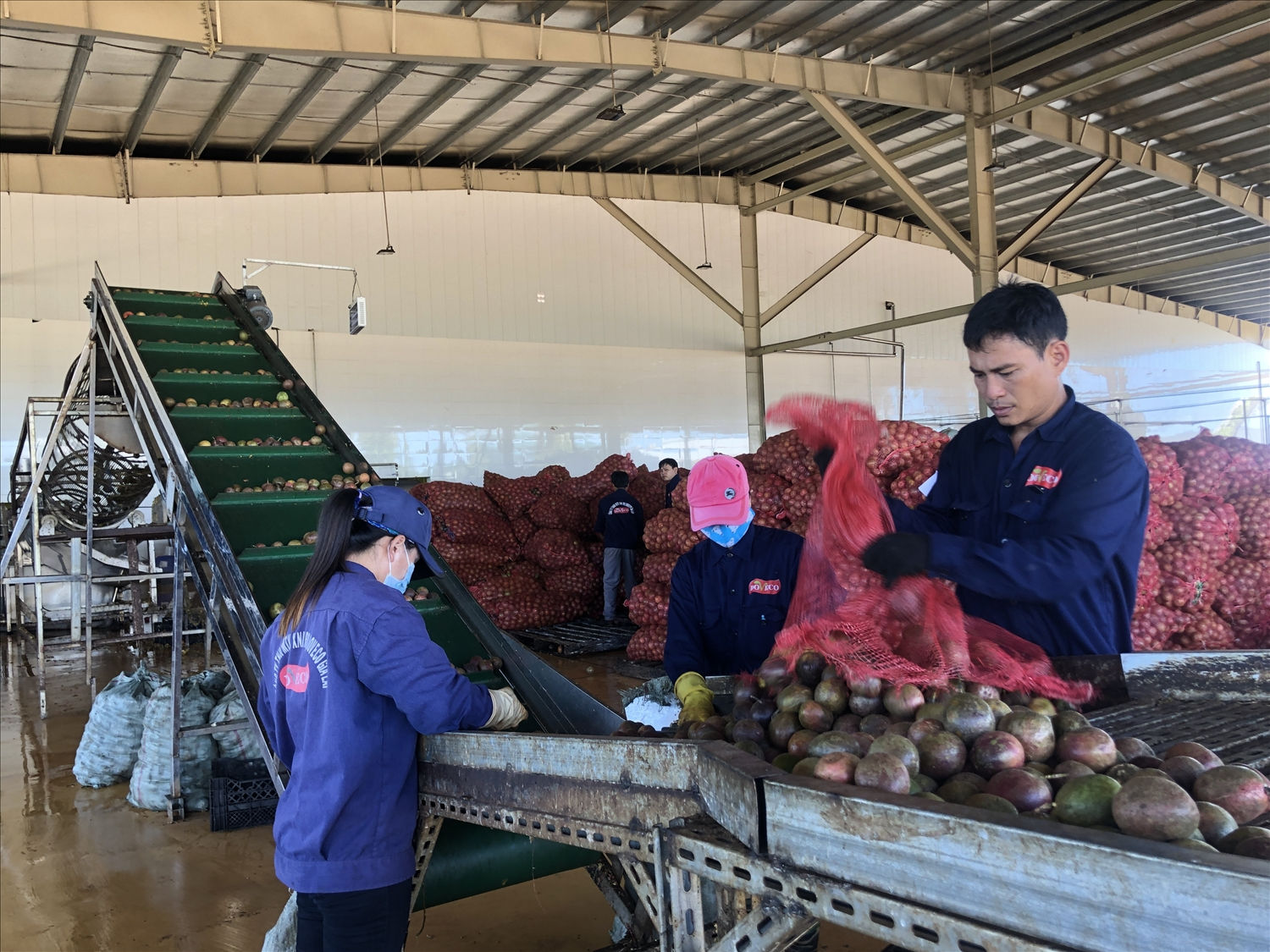 Tỉnh Gia Lai khuyến khích phát triển kinh tế tập thể trong các ngành nghề, lĩnh vực có tiềm năng và thế mạnh của địa phương