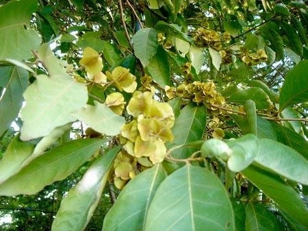 (Tổng hợp) Công dụng chữa bệnh ít người biết từ cây trâm bầu 1