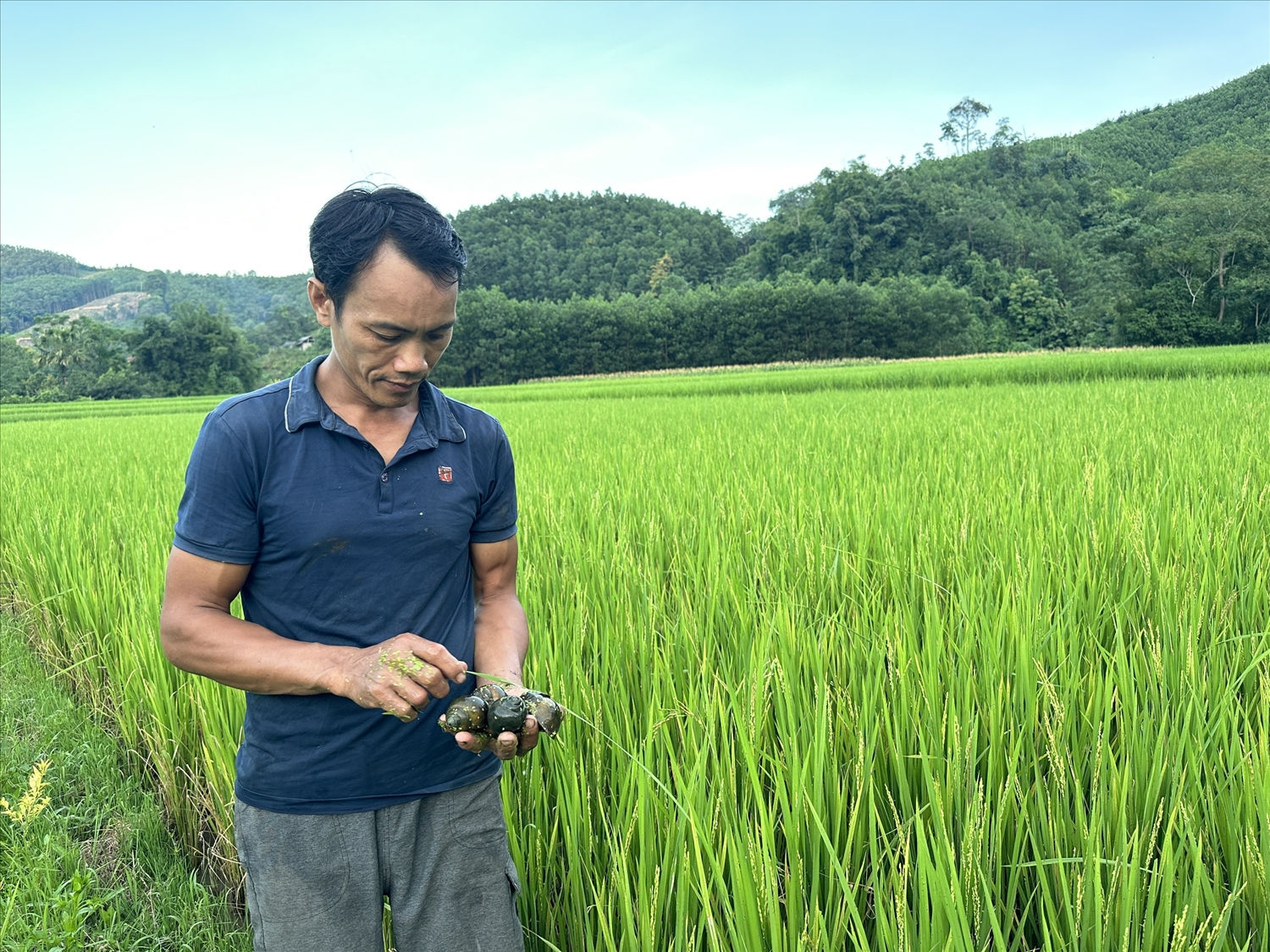 Mô hình lúa - ốc bươu đen tại huyện Võ Nhai, tỉnh Thái Nguyên giúp bà con vươn lên thoát nghèo