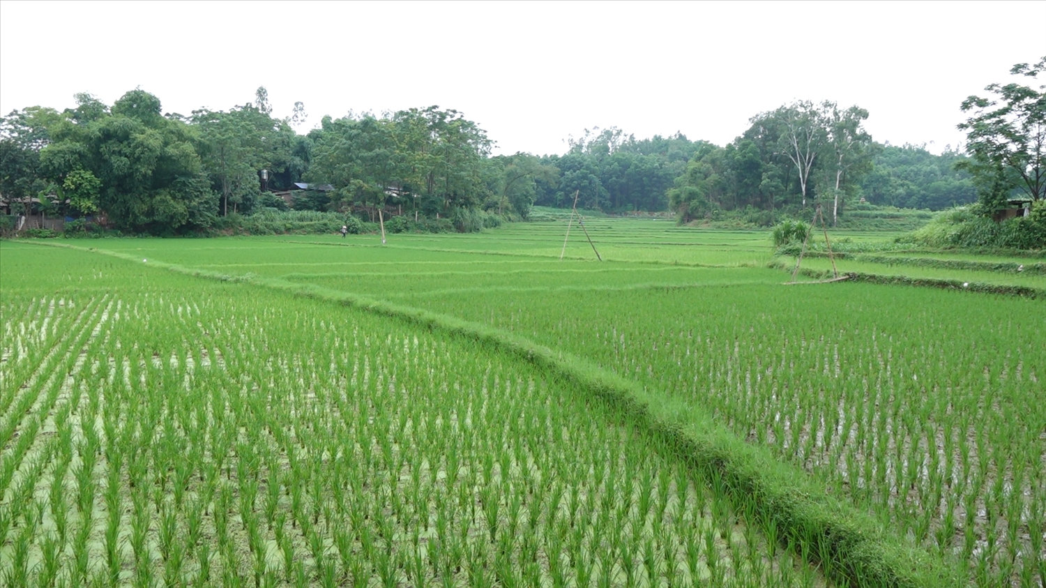 Khi “bài toán” về thiếu đất sản xuất được giải quyết, đồng nghĩa với việc thu nhập của đồng bào DTTS sẽ được cải thiện