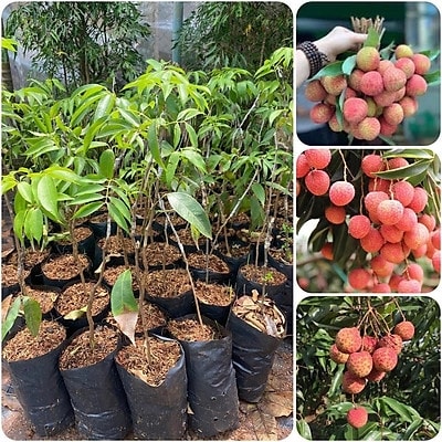 (Tổng hợp) Hướng dẫn cách trồng cây vải không hạt 1