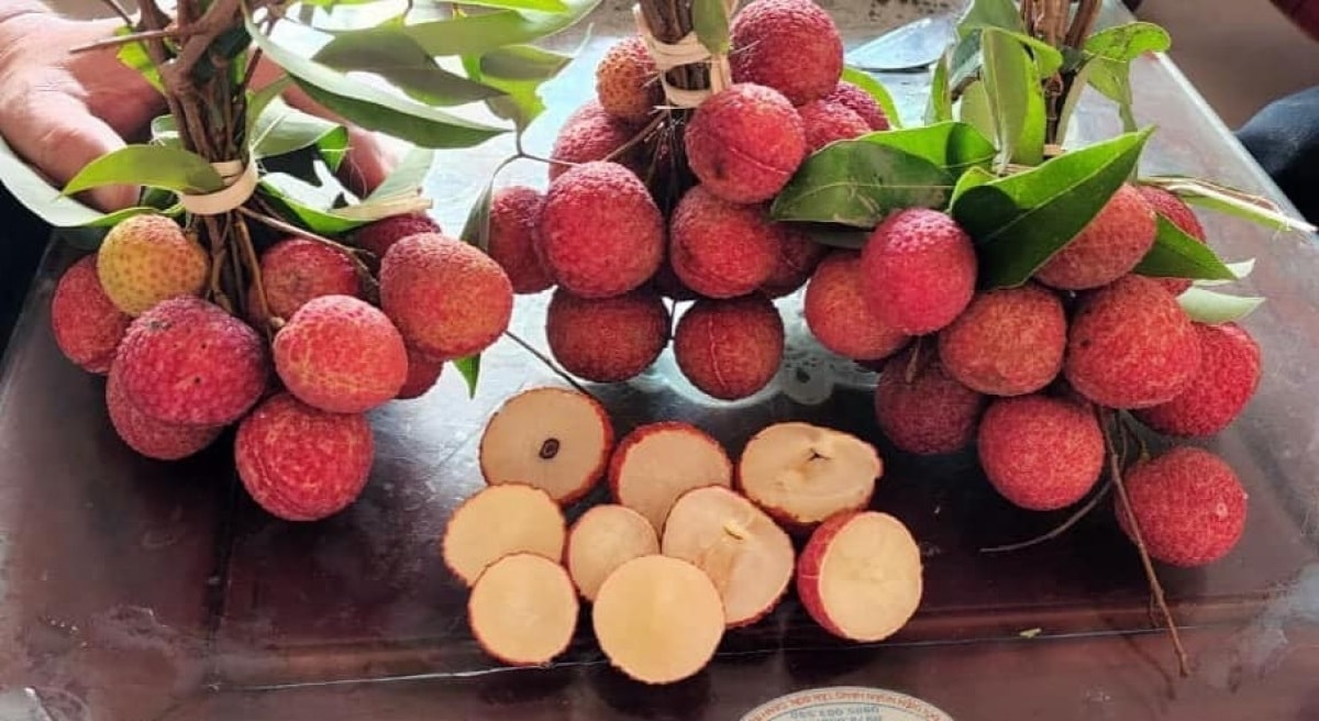 (Tổng hợp) Hướng dẫn cách trồng cây vải không hạt 4