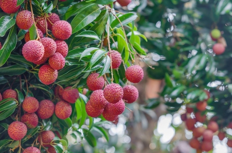 Cây vải không hạt rất dễ trồng, nếu áp dụng đúng kỹ thuật và có quy trình chăm sóc hợp lý, bà con nông dân có thể sở hữu những vườn vải không hạt có năng suất vượt trội. Cây vải không hạt rất dễ trồng, nếu áp dụng đúng kỹ thuật và có quy trình chăm sóc hợp lý, bà con nông dân có thể sở hữu những vườn vải không hạt có năng suất vượt trội.