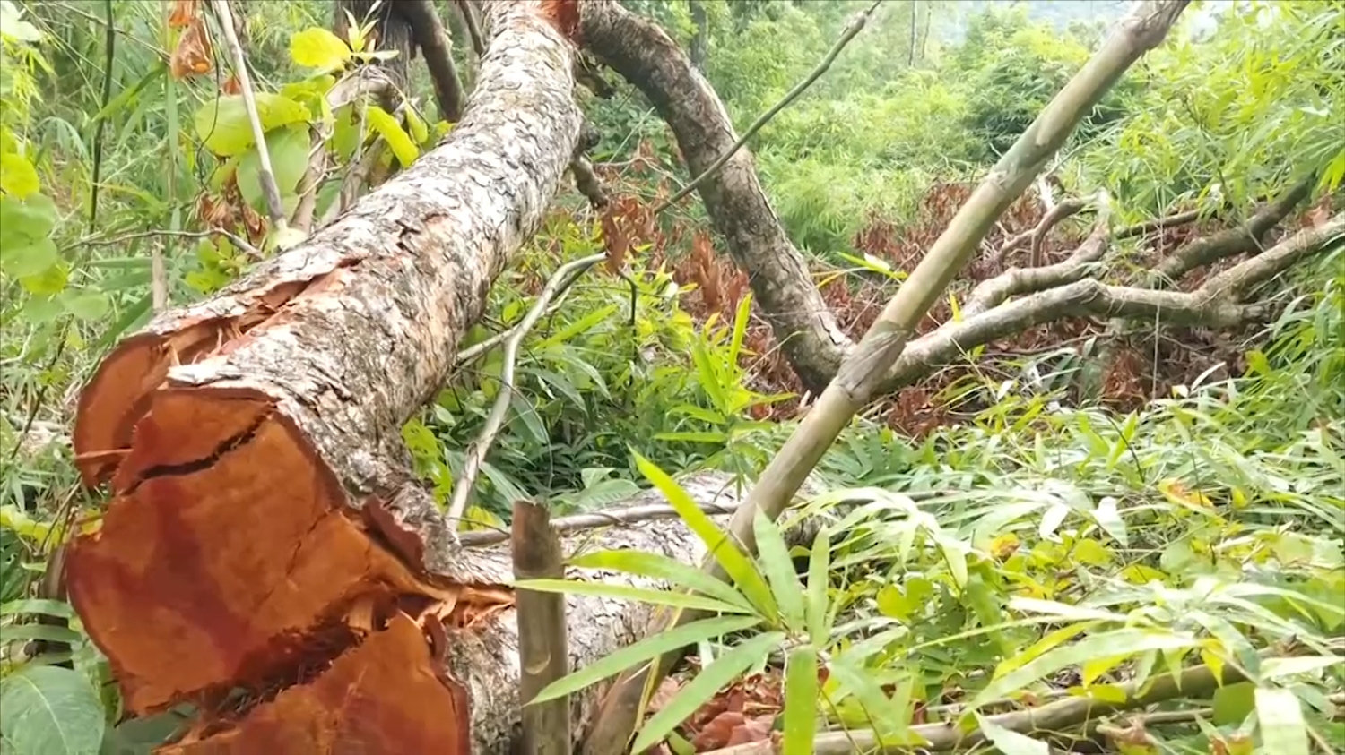 (Tin PV) Gia Lai: Điều tra, làm rõ vụ phá rừng sản xuất quy mô lớn ở khu vực giáp ranh 2