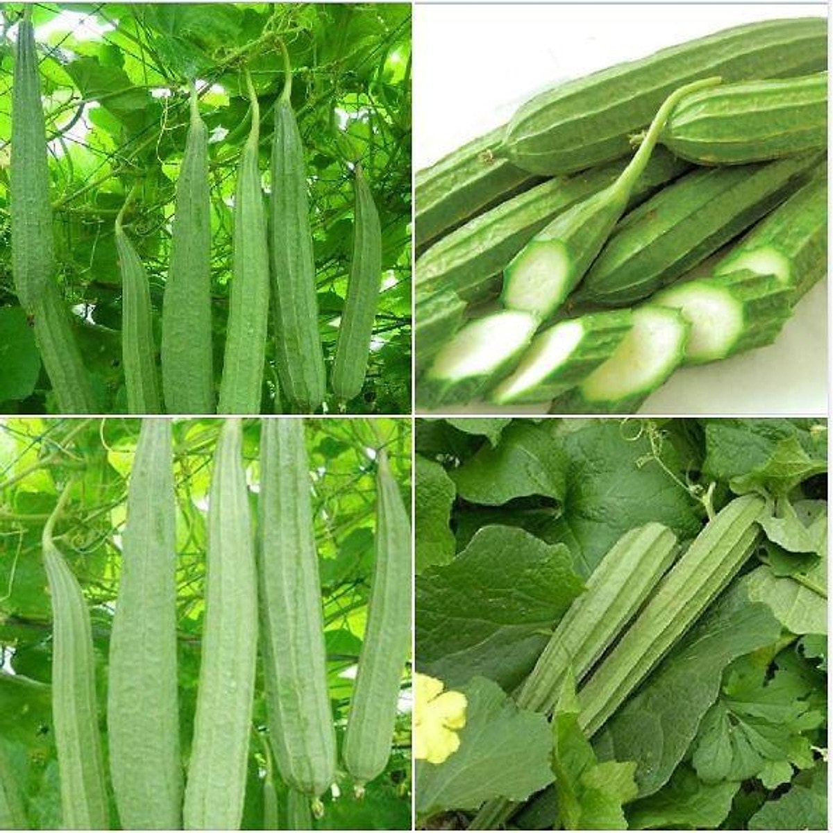 (Tổng hợp) Công dụng chữa bệnh tuyệt vời từ cây mướp khía 3