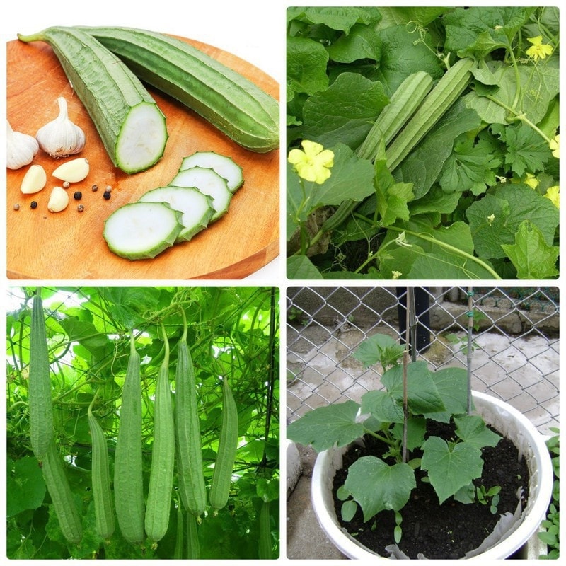 Cây mướp khía không chỉ được dùng để chế biến món ăn mà còn được tận dụng để trị viêm xoang, viêm mũi, chốc lở, rong kinh, băng huyết, tắc tuyến sữa,…