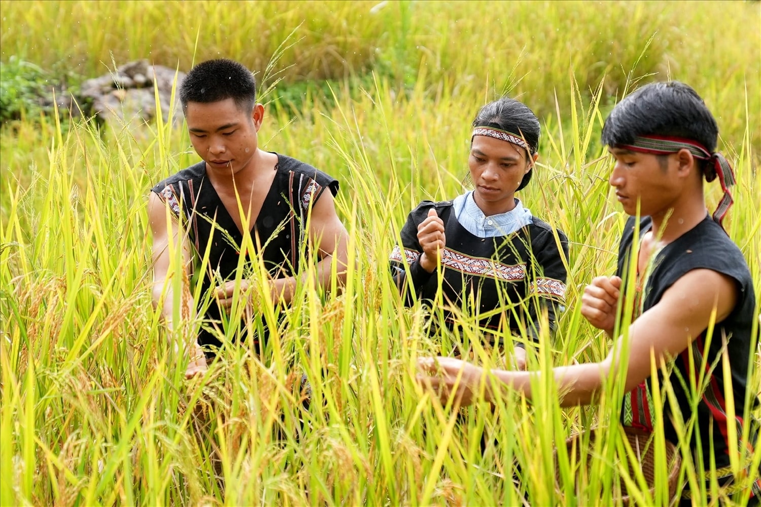 Đồng bào Xơ Đăng dùng tay tốt lúa rẫy (Ảnh Hồ Quân) 