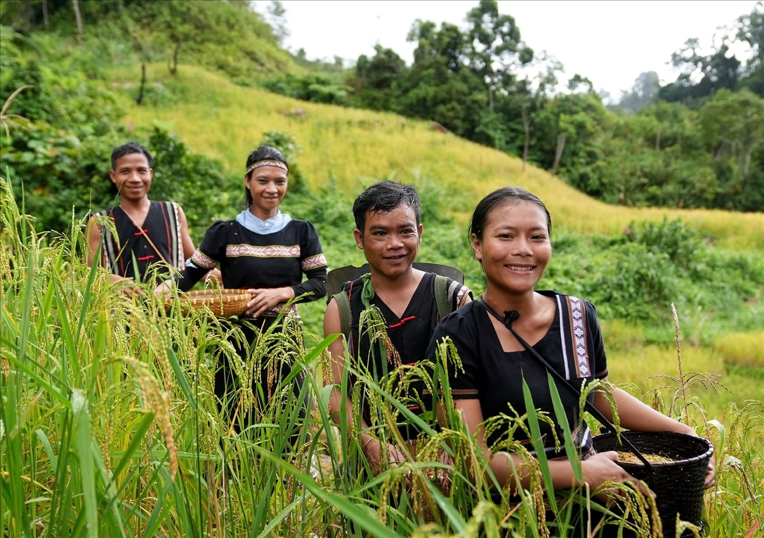 Niềm vui mang lúa về nhà.