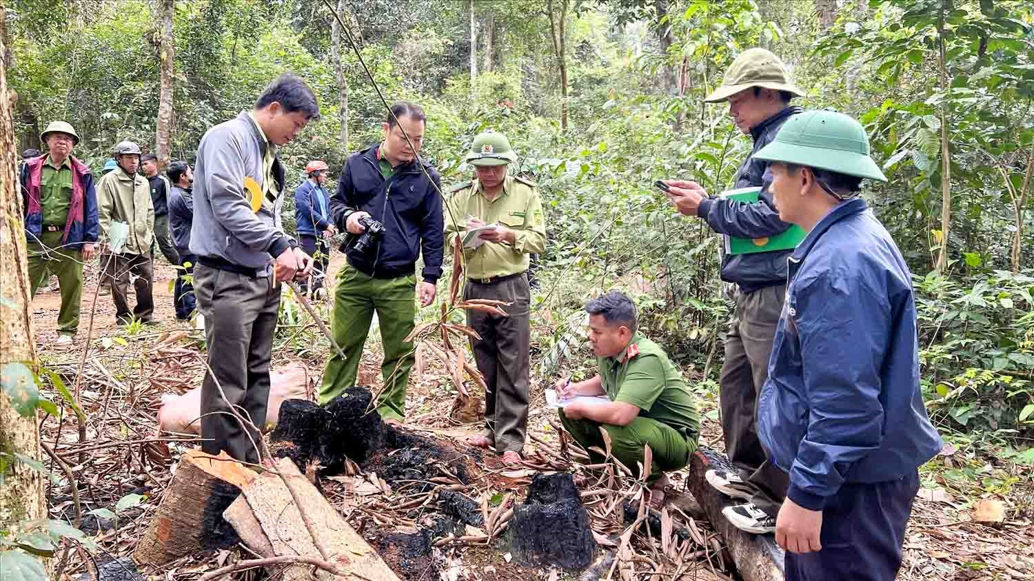 Lực lượng chức năng huyện Kbang kiểm tra hiện trường một vụ phá rừng Lực lượng chức năng huyện Kbang kiểm tra hiện trường một vụ phá rừng