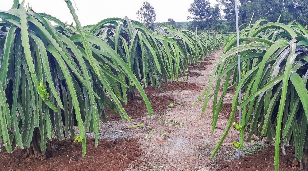 Những năm gần đây, đồng bào tại Hàm Tân đã mạnh dạn chuyển đổi cơ cấu cây trồng do nguồn nước tưới tiêu được đảm bảo hơn trước