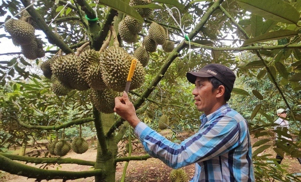 Thợ gõ sầu cầm lưỡi con dao nhỏ gõ cán vào quả để xác định tuổi quả sầu riêng
