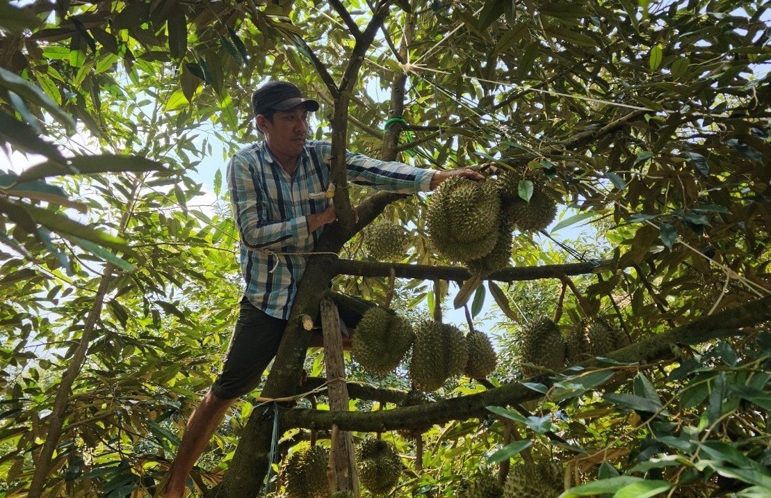 Hành nghề gõ sầu riêng, anh Trần Văn Hải rất tỉ mỉ, cận thận nếu không sẽ đối diện tai nạn, thương tích khi trèo trên cành cây cao