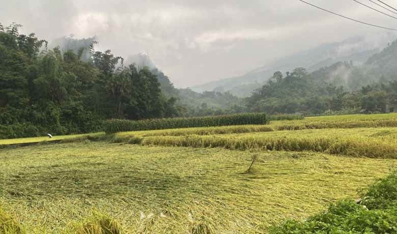 Hơn 7 ha lúa mùa chuẩn bị cho thu hoạch ở xã Hòa Mạc bị gãy đổ và ngập úng Hơn 7 ha lúa mùa chuẩn bị cho thu hoạch ở xã Hòa Mạc bị gãy đổ và ngập úng