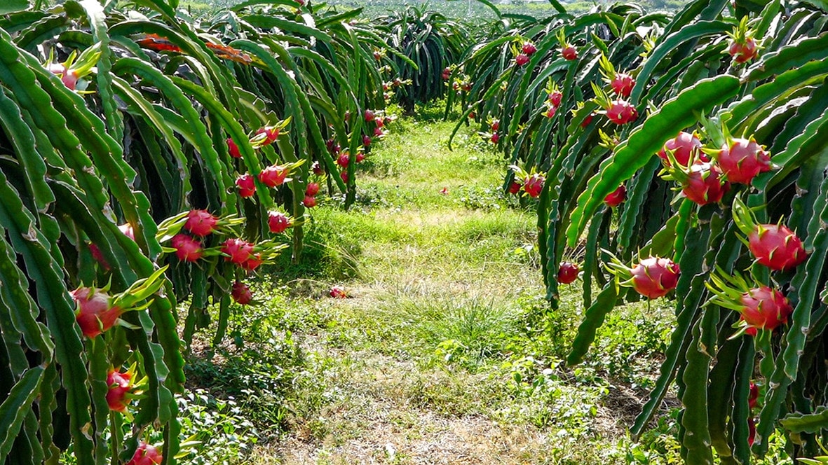 Vườn thanh long ở xã Tân Thuận, Hàm Thuận Nam