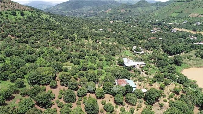 Vùng trồng nhãn của huyện Sông Mã (Ảnh: HQ)