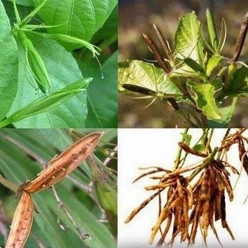 (Tổng hợp) Bài thuốc chữa bệnh từ cây quả nổ 4