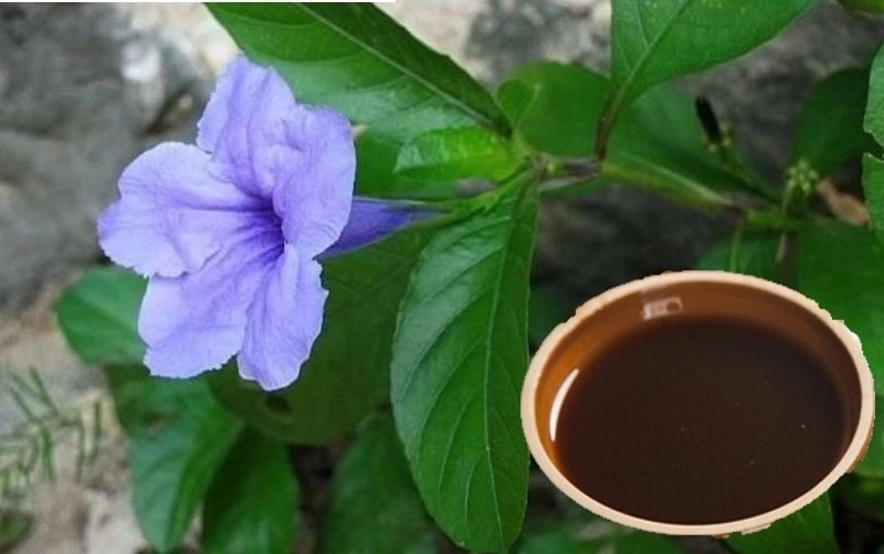 (Tổng hợp) Bài thuốc chữa bệnh từ cây quả nổ 3
